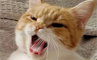 猫咪晚上为什么喊叫