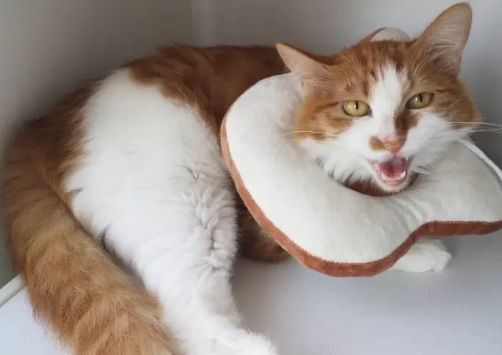 怎样养猫才能让猫不生病