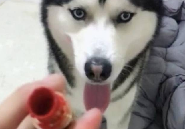 把女友的口红给弄坏了,利用哈士奇逃过一劫 把女友的口红给弄坏了,利用哈士奇逃过一劫