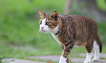 为什么有时候摸猫咪它会跑走 为什么有时候摸猫咪它会跑走