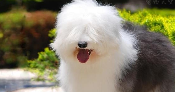 古牧犬多少钱一只?来了解一下行情吧 古牧犬多少钱一只?来了解一下行情吧