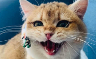 为什么猫咪看到猫咪会呲牙
