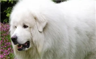大白熊犬的优点和缺点?具体是?