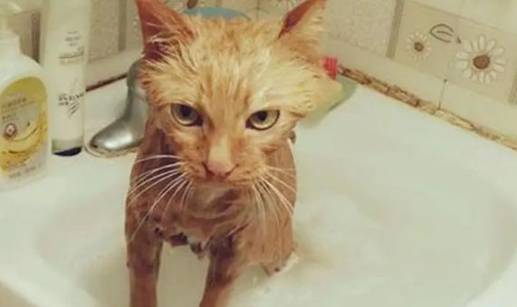 家里的猫咪为什么怕洗澡