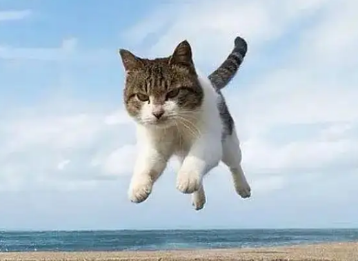 猫为什么会跳跃呢