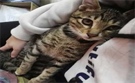 如何验证狸花猫已经认主人了