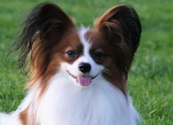 一文告诉你，蝴蝶犬容易得什么病？