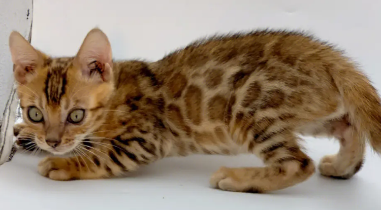 孟加拉豹猫怎么选?怎么挑选好的猫咪? 孟加拉豹猫怎么选?怎么挑选好的猫咪?