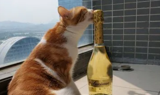 猫咪闻不了酒精吗为什么 猫咪闻不了酒精吗为什么
