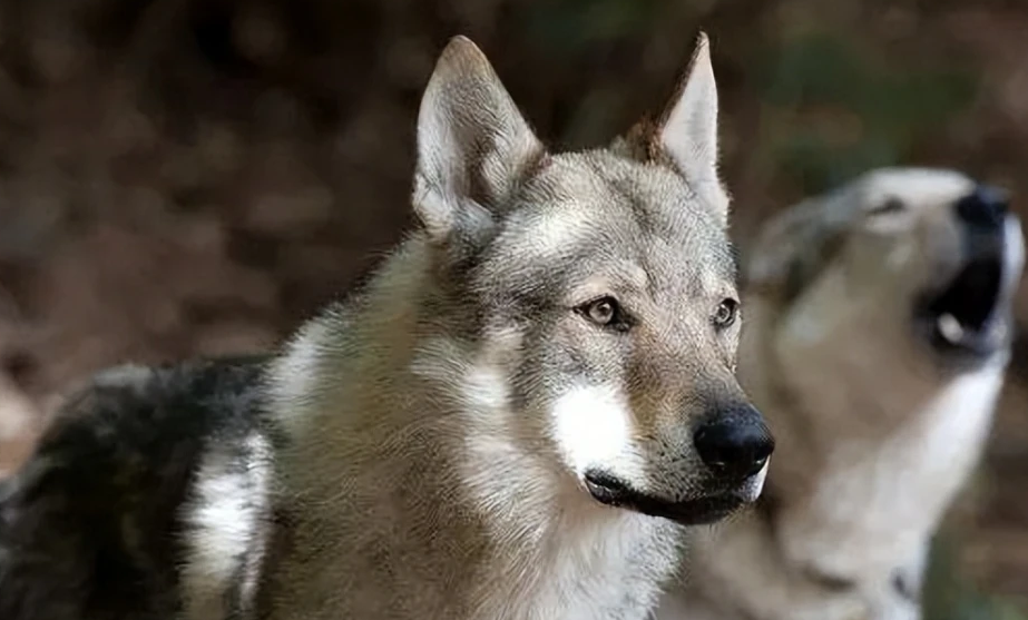 捷克狼犬的性格怎样？十分友善