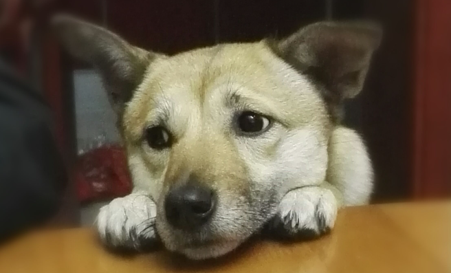 田园犬喜欢主人的表现有哪些？我来给你说