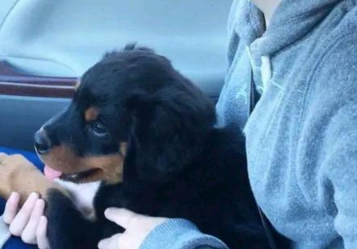 烈性犬2年过去了,结果小奶狗却变成胖孙儿 烈性犬2年过去了,结果小奶狗却变成胖孙儿