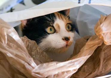 杀死猫的100种方法