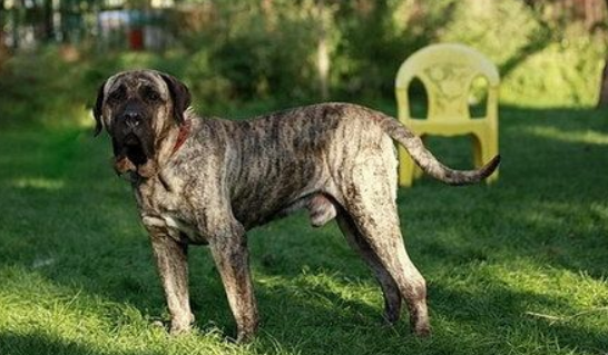 加纳利犬抽筋怎么办?根据病因去处理