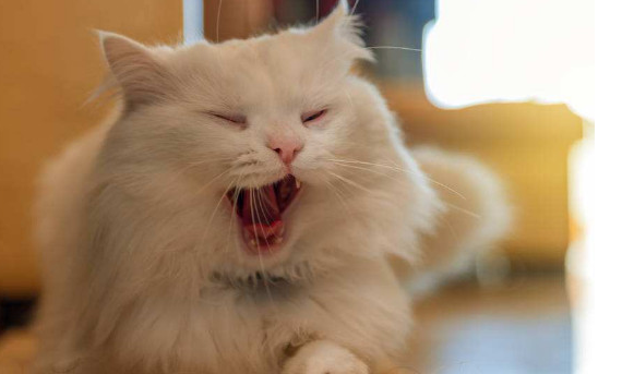 猫咪兽医怎么在线咨询