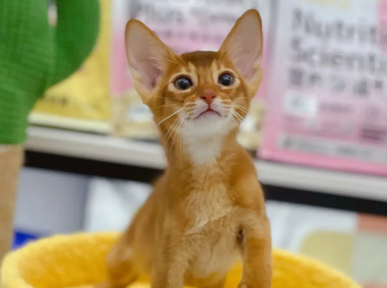 一文告诉你，阿比西尼亚猫咬人怎么办？