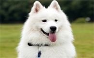 萨摩耶犬泪痕怎么办?看这里~