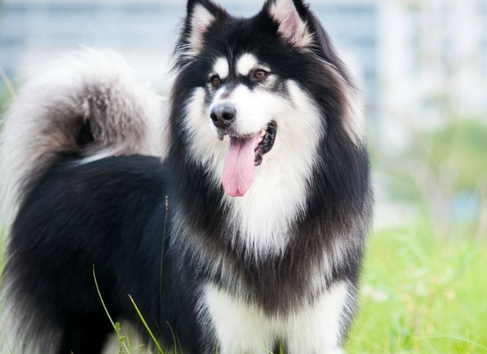 阿拉斯加犬喂养知识？它来咯！