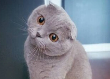 养折耳猫要注意什么？感兴趣的看看~