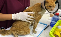 猫后腿神经受损会恢复吗