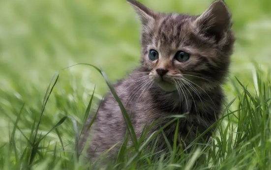 猫咪放生它会恨我吗