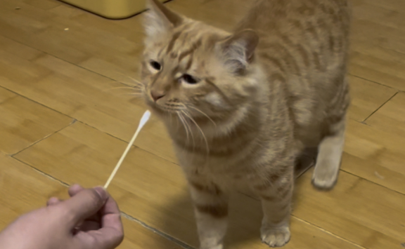 猫咪用棉签怎么算成功了