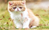 小猫最长活几年
