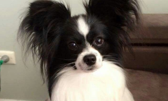 蝴蝶犬有异食癖怎么办?试试这些方法 蝴蝶犬有异食癖怎么办?试试这些方法