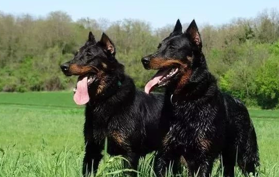 养狗小知识:法国狼犬患皮肤病怎么治? 养狗小知识:法国狼犬患皮肤病怎么治?