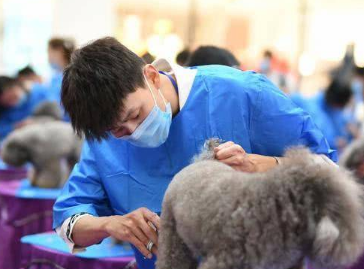 考宠物美容师证要多少钱一年呢 考宠物美容师证要多少钱一年呢