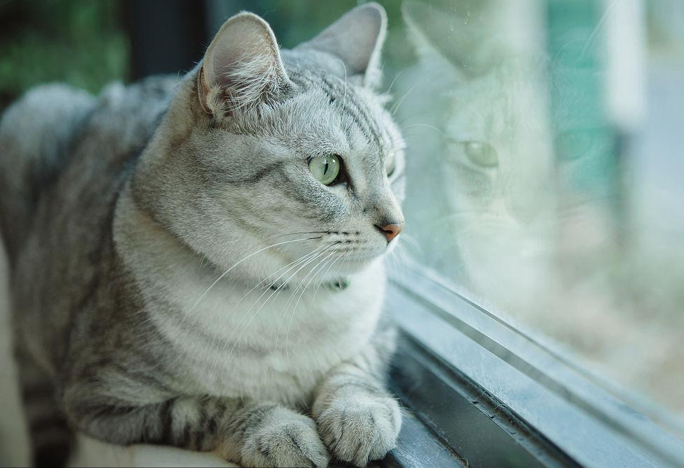 猫咪为什么坐着看窗外会叫唤
