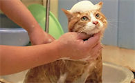 猫咪洗了澡为什么还有跳蚤呢
