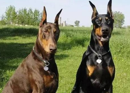自从养了一只“杜宾犬”，噩梦就开始了，看完你还敢养吗？_宠界新闻