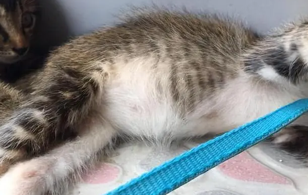 猫得了猫传腹能活多久