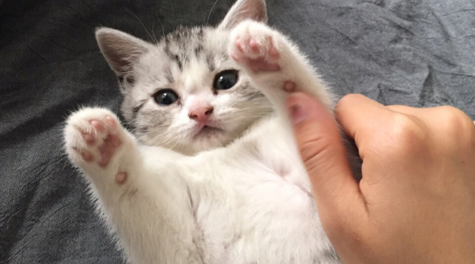 猫咪突然不要我抱了是为什么 猫咪突然不要我抱了是为什么