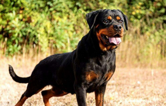 罗威纳犬一生认几个主人？一文告诉你！