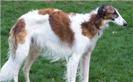 怎么训练苏俄猎狼犬随行?训练方法它来了!