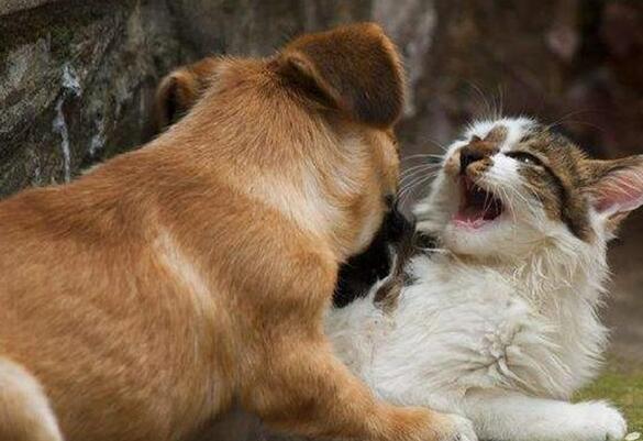 猫咪为什么比狗狗贵 猫咪为什么比狗狗贵
