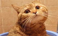 猫到底干不干净怎么看