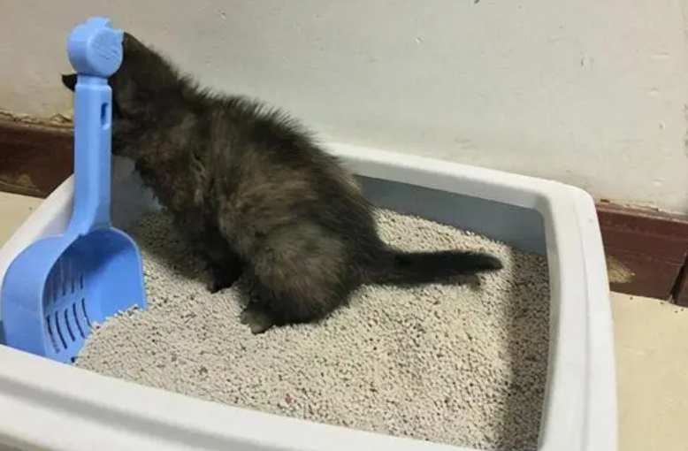 猫咪突然乱拉屎是为什么 猫咪突然乱拉屎是为什么