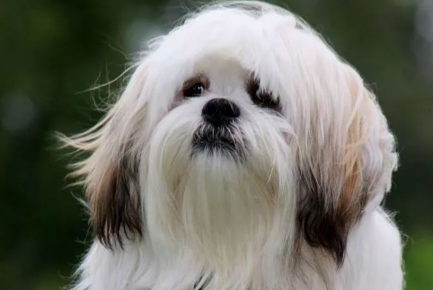 拉萨犬发烧怎么解决?具体的操作方法是什么? 拉萨犬发烧怎么解决?具体的操作方法是什么?