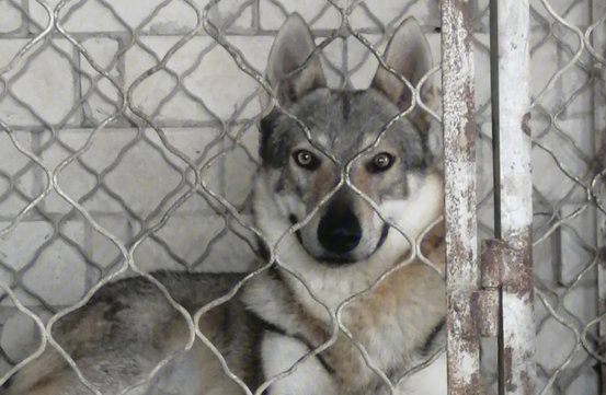 今日分析：捷克狼犬有什么优点