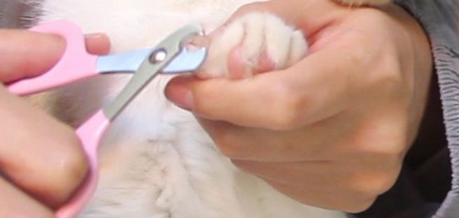 猫咪的指甲是做什么的