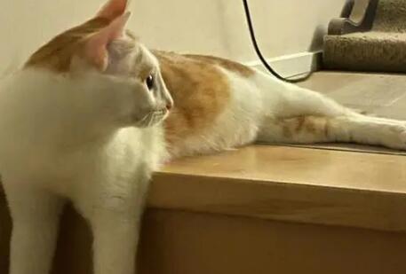 猫咪为什么跟人上楼