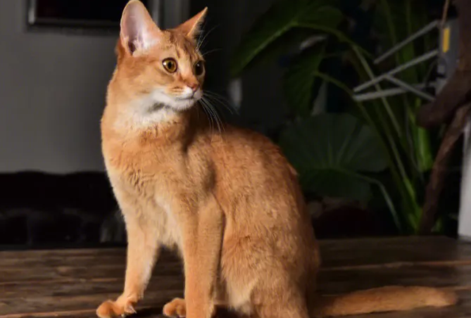 阿比西尼亚猫粘人吗