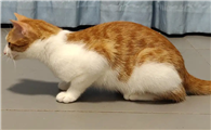 猫咪喘气腿抖是为什么呢