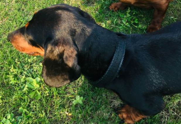 腊肠犬产后吃什么,今天我们来分析下! 腊肠犬产后吃什么,今天我们来分析下!