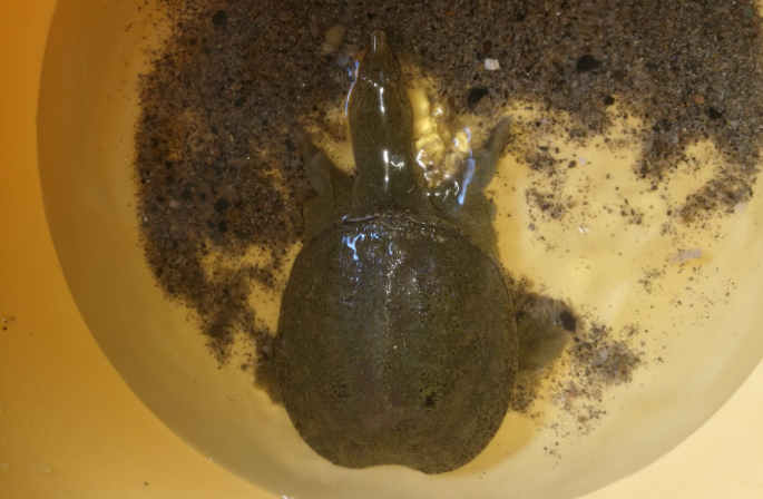 鳖可以养在鱼缸里吗