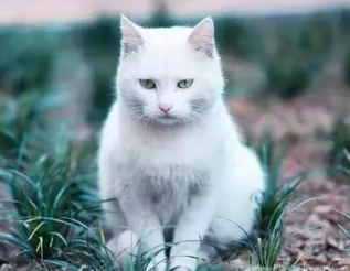 风水大师说拦路猫