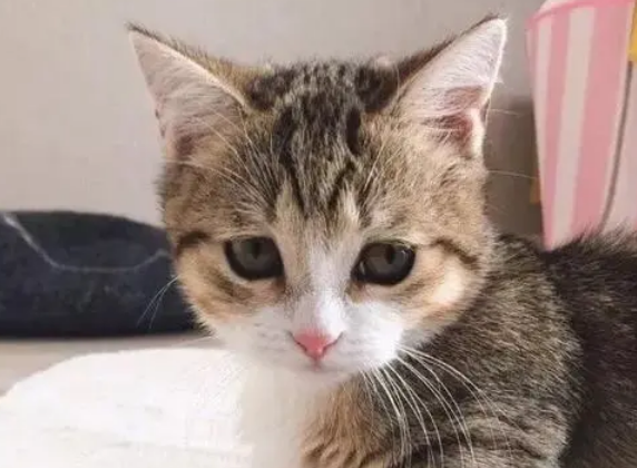 猫咪为什么会可怜兮兮的呢